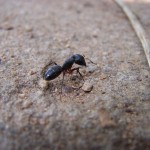 formiga